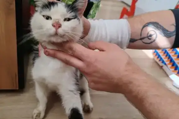 Chat trouvé , photo: Chatte maigre trouvée à Zinswiller