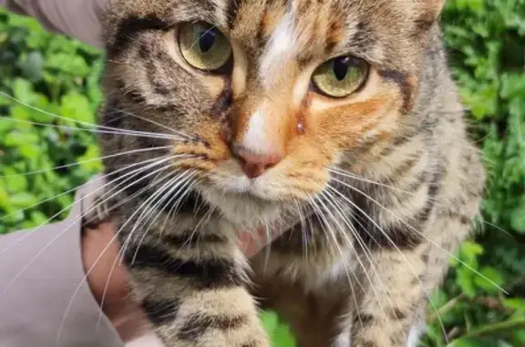 Chat retrouvé à Limoges, aidez! - photo