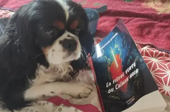Animaux perdus , photo: Chien Perdu: Shanti, Fouesnant