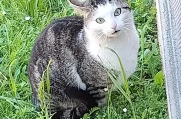Chat blessé trouvé à Orléans - photo