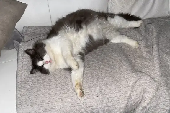 Chat perdu, Brive-la-Gaillarde, photo: Chat gris-blanc perdu à Brive