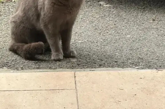 Chat gris trouvé à Porte-de-Benauge - photo