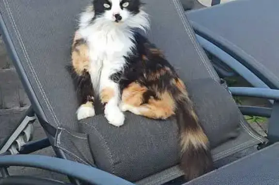 Animaux perdus , photo: Chatte Isabelle Perdue à Termes