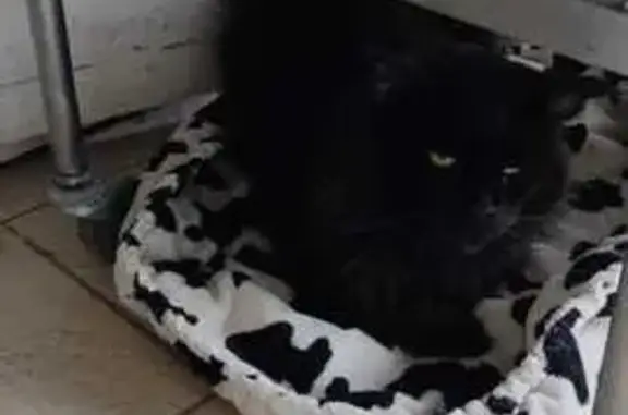 Chat noir blessé trouvé à Bassens - photo