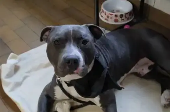 Animaux perdus , photo: Alerte: Disparition Saiko & Saphir