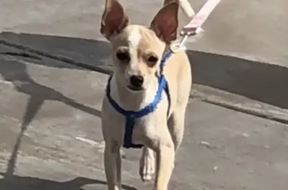 Lost Fawn Chihuahua-Whippet Mix - Help Find!