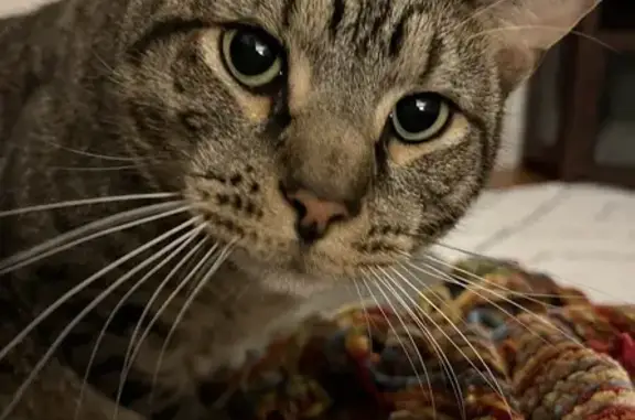 Lost Big Brown Tabby Cat - Central Ave Medford!