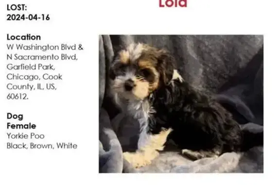 Lost Yorkie-Poo in Chicago - Help Find Her!