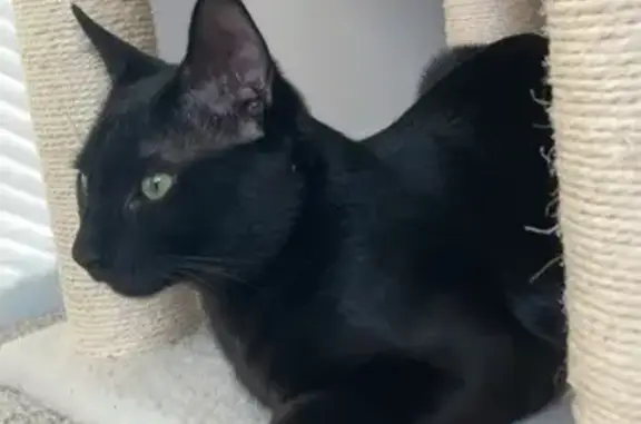 Found: Playful Black Cat in Bl...
