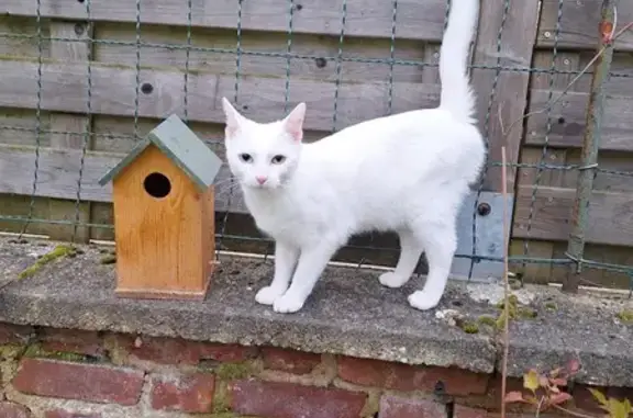 Chat blanc perdu, yeux vairons - photo