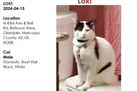 Lost Cat Loki: White & Black, Friendly - Glendale