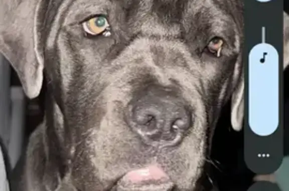 Lost Cane Corso in Grants Pass - Call Now!