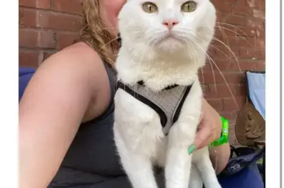 Lost White Cat in St. Louis - Help Find Her!