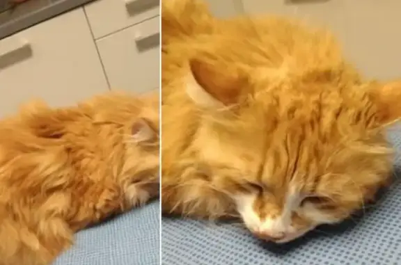 Animaux trouvés Brassac-les-Mines, photo: URGENCE: Chat roux blessé trouvé
