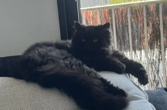 Chat perdu, Bersée, photo: Chat Guizmo perdu à Bersée