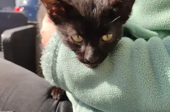 Chaton noir sociable cherche foyer - photo