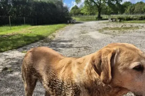 Golden Retriever Perdu à Montchaude - photo
