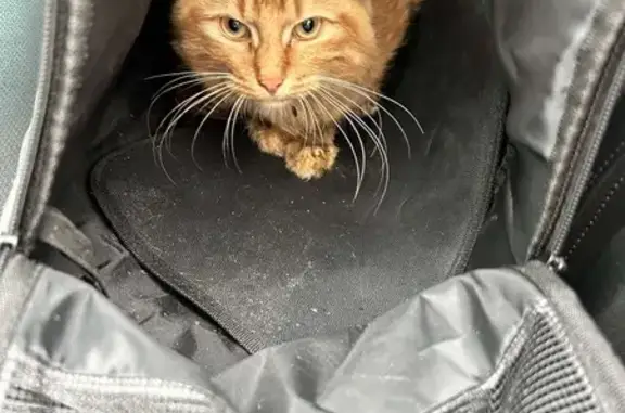 Chat trouvé à St-Gérard, Wattrelos - photo