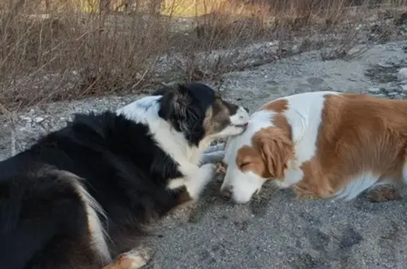 Chien perdu , photo : Triple Disparition Canine à Laroque
