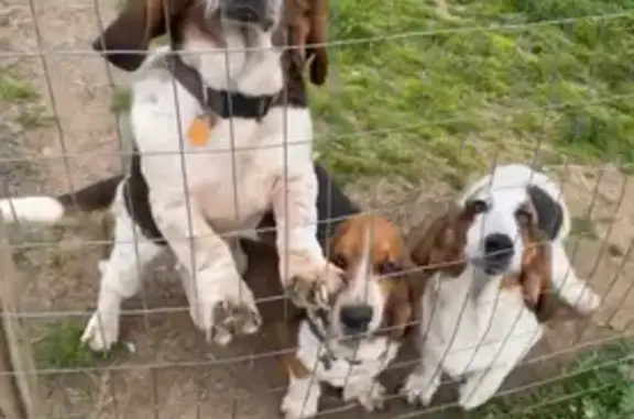 Lost Tricolor Basset Hound - N3830 Rd, Bokchito