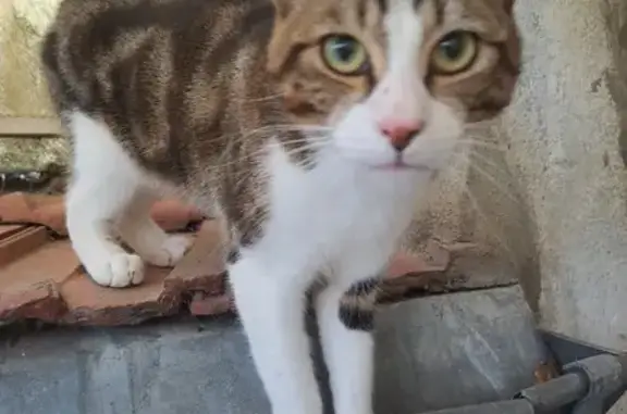 Chat perdu à Lavaveix retrouvé - photo