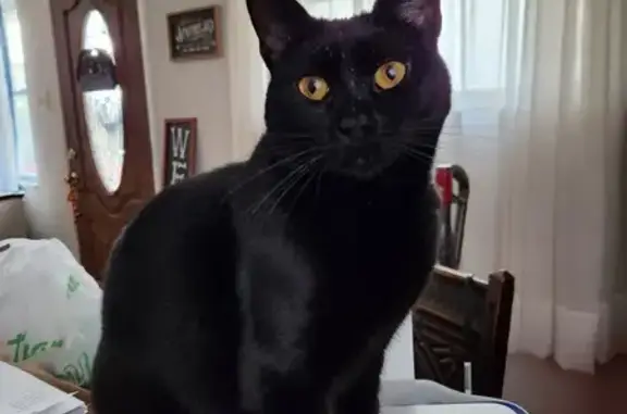 Lost Black Cat in Monroeville - Help Find Ventress!