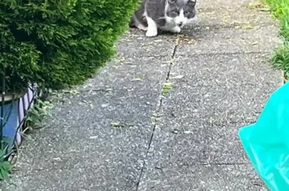 Chat gris-blanc trouvé à Clamart - photo