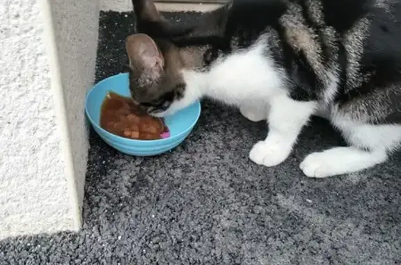 Chaton perdu trouvé à Malemort - photo