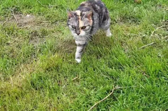 Chat perdu, La Loupe, photo: Chat sans queue perdu à La Loupe