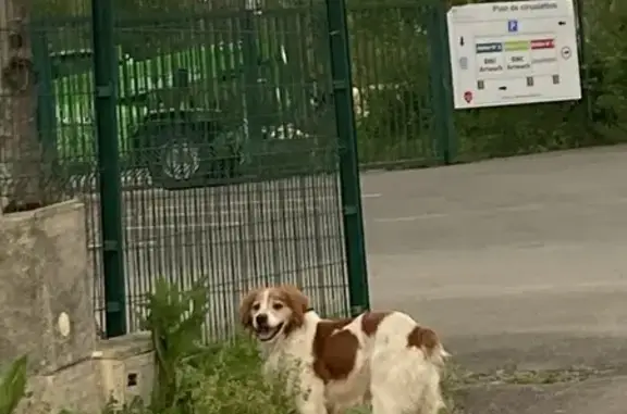 Chien marron/blanc perdu à Antigny - photo
