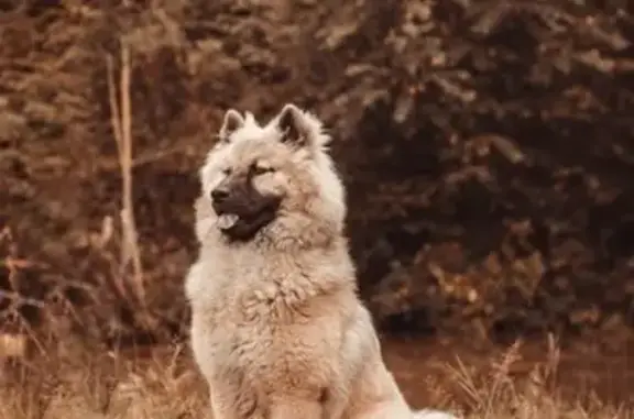 Chien perdu , photo : Chien perdu: Eurasier beige, pucé