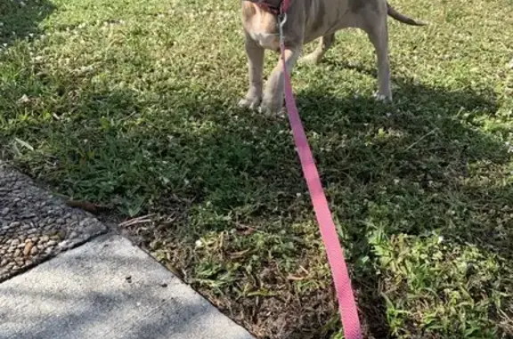 Lost Puppy Alert: Blue-Green Eyed Merle - Miami