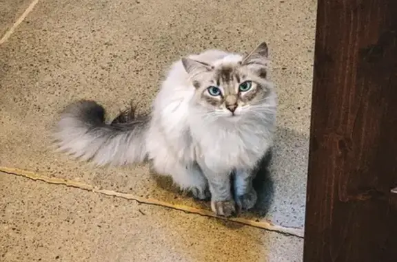 Lost Ragdoll Cat: Blue Eyes, Lion Cut - Help!