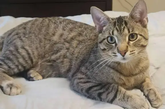 Lost Male Kitten in Tucker - Help Find Him!