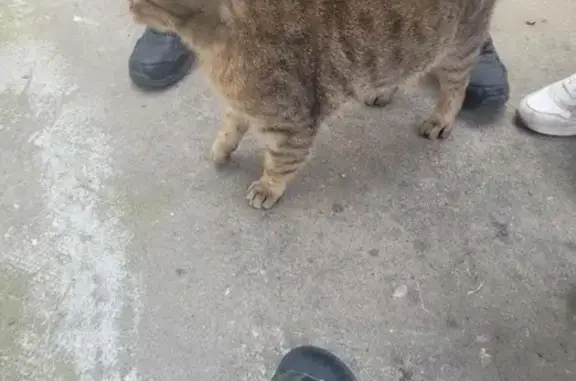 Chat perdu à Tessy, St-Lo retrouvé - photo