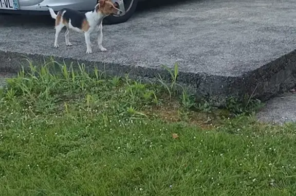 Chien suiveur près d'un centre équestre - photo