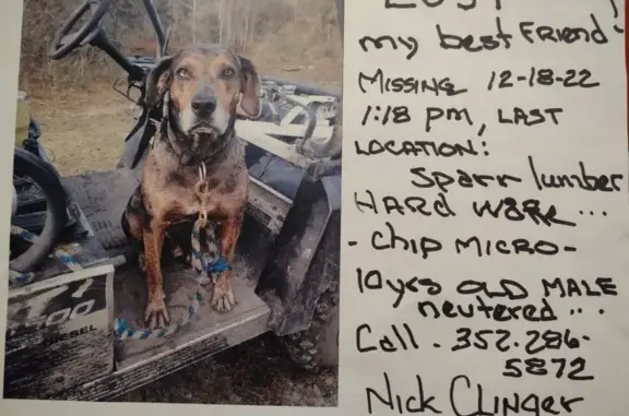 Lost and found pets , photo: Lost Catahoula - White Eye Diamond | NE Jacksonville