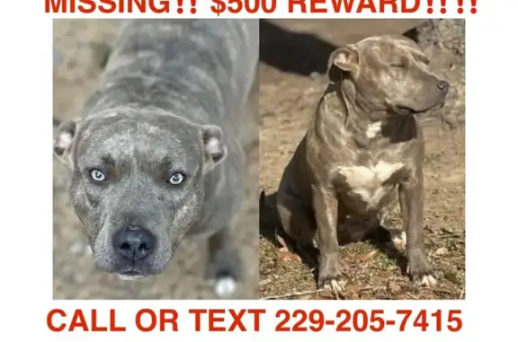Lost Blue Brindle Pitbull: Help Find Sadie!