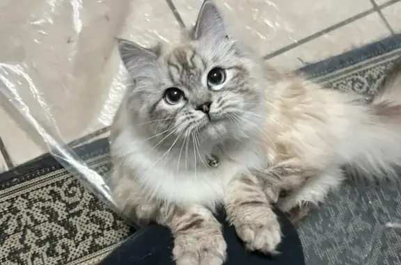 Help Find Sisi - Lost Cat in Salt Lake!
