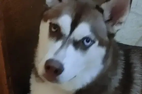 Lost Husky: Red/White Male, Chipped - Help!