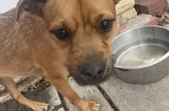 Found! Brown Chihuahua Mix near 46th St