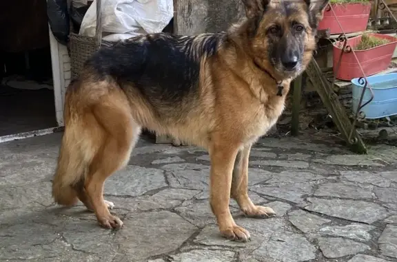 Chien perdu , photo : Opale, Berger Allemand perdu