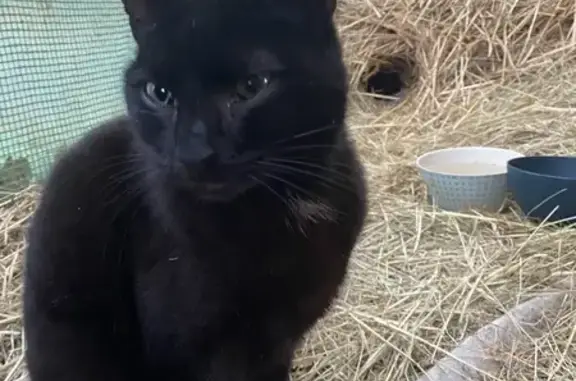 Chat trouvé Saulcy-sur-Meurthe, photo: Chat castré trouvé à Saulcy