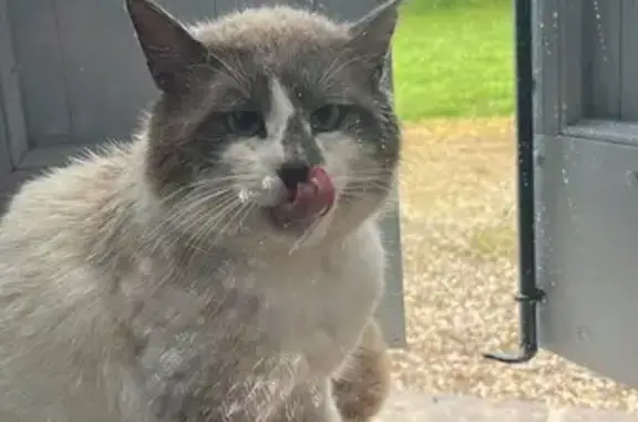 Chat siamois blessé trouvé à Marzens - photo