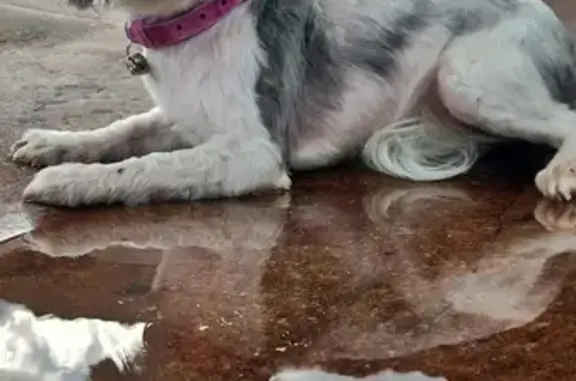 Chien perdu , photo : Alerte: Bichon Maltais perdu