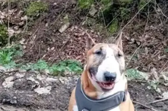 Chien perdu , photo : Bull-terrier rousse perdue à Laprugne