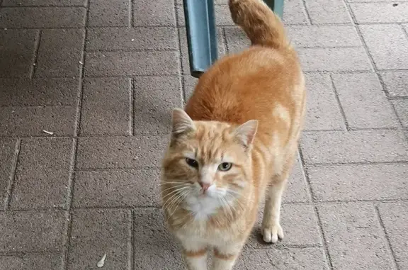 Chat sociable trouvé, œil blessé - photo