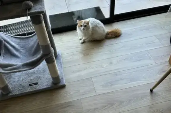 Chat errant à Evrunes, Mortagne - photo