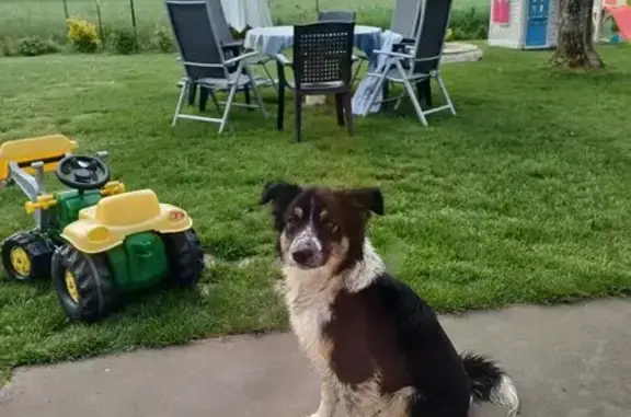 Chienne croisée trouvée à Lauzun - photo
