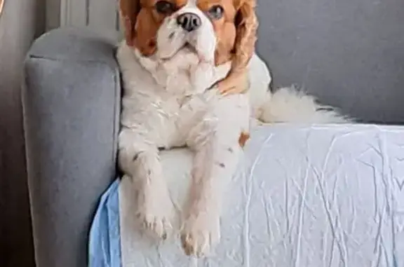 Chien perdu , photo : Chien Cavalier perdu à Saint-Maurice